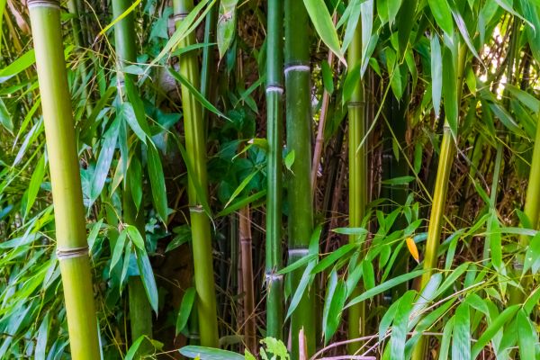 Cost of Bamboo Trimming in Rapid City