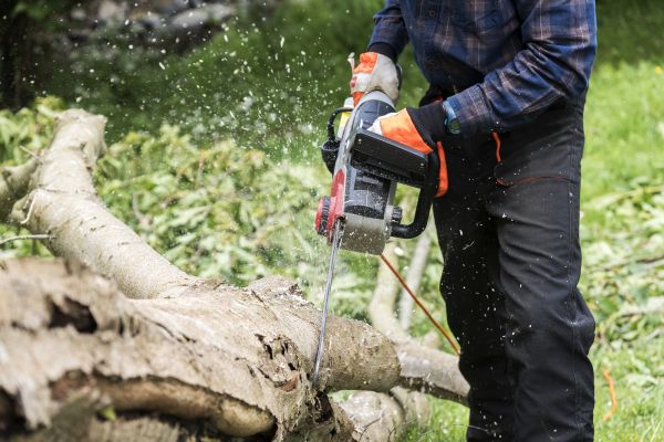 Cost of Branch Removal Service in Rapid City