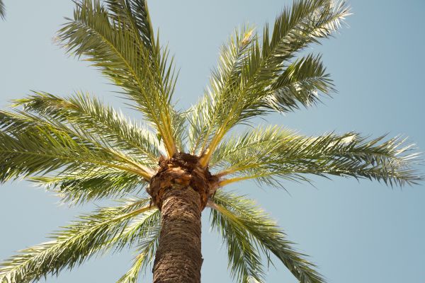 Palm Tree Pruning in Rapid City