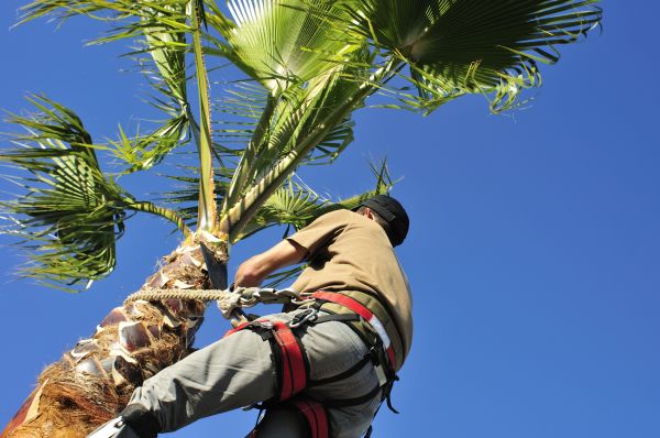 Palm Tree Trimming in Rapid City