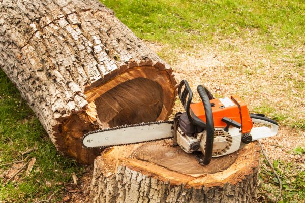 Tree Cutting Service in Rapid City