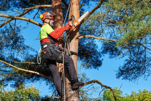 Tree Service in Rapid City