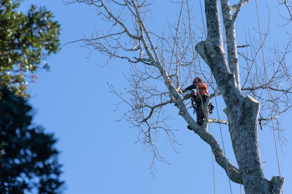 Cost of Tree Topping Service in Rapid City