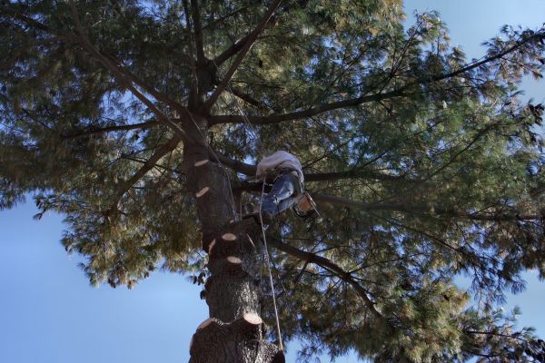 Cost of Trimming Service in Rapid City