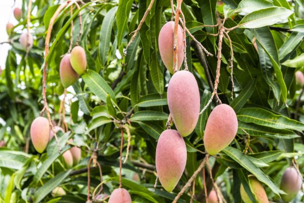 Cost of Mango Tree Trimming in Rapid City