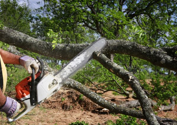 Cost of Tree Branch Cutting in Rapid City