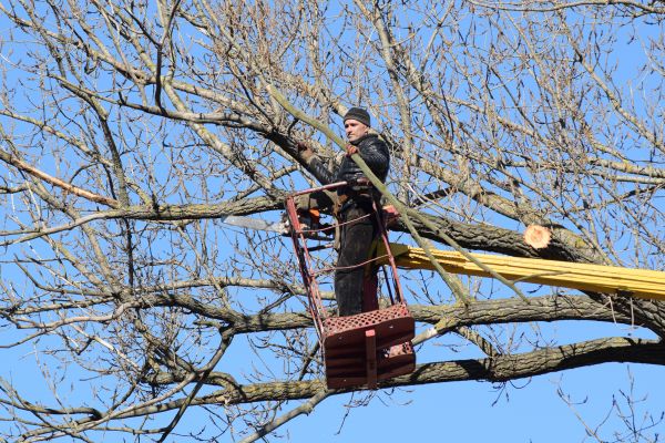 Cost of Emergency Tree Trimming in Rapid City