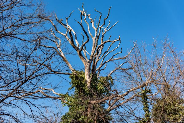 Cost of Deadwood Removal in Rapid City