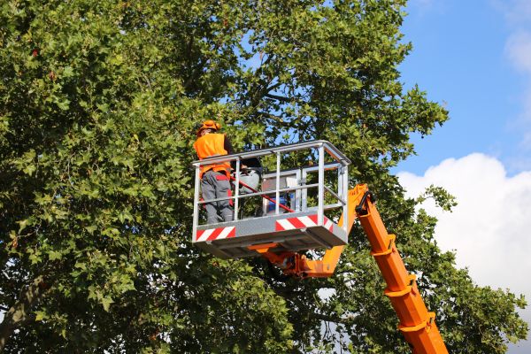 Commercial Tree Service in Rapid City