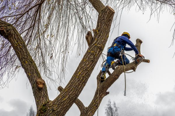 Cost of Tree Maintenance Service in Rapid City
