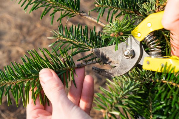Pine Tree Pruning in Rapid City