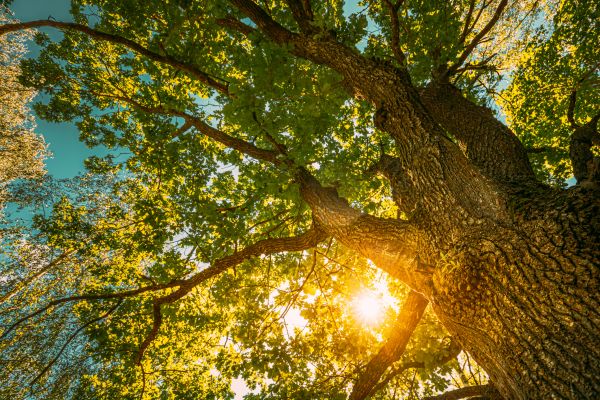 Cost of Oak Tree Pruning in Rapid City