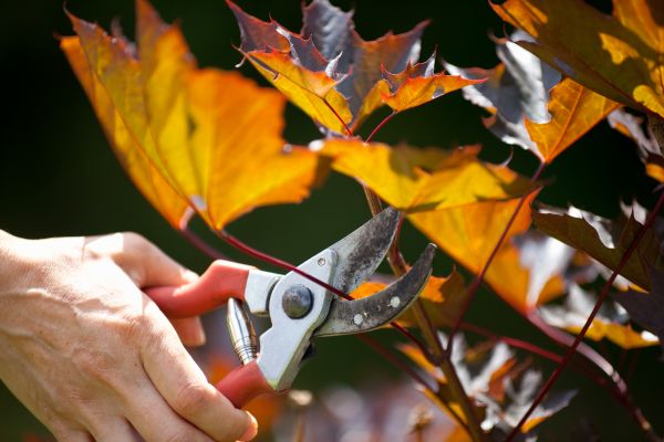 Cost of Maple Tree Pruning in Rapid City
