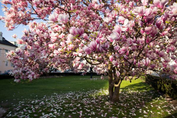 Cost of Magnolia Tree Pruning in Rapid City