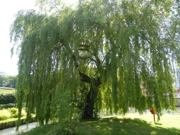 Cost of Willow Tree Trimming in Rapid City