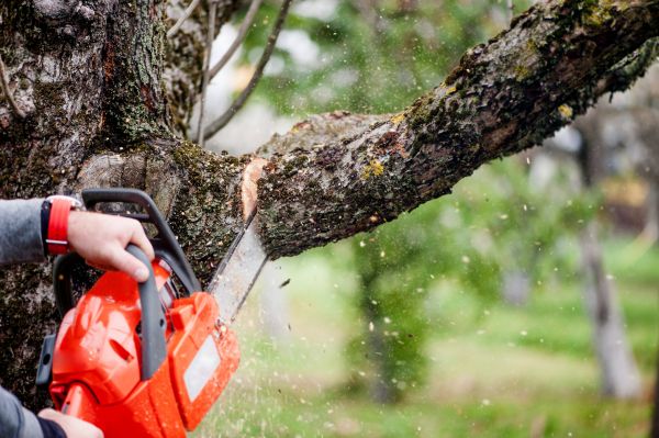 Cost of Tree Limbs Removal in Rapid City
