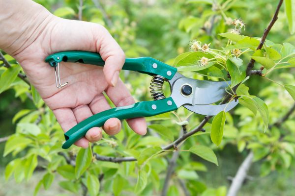 Cost of Pear Tree Pruning in Rapid City
