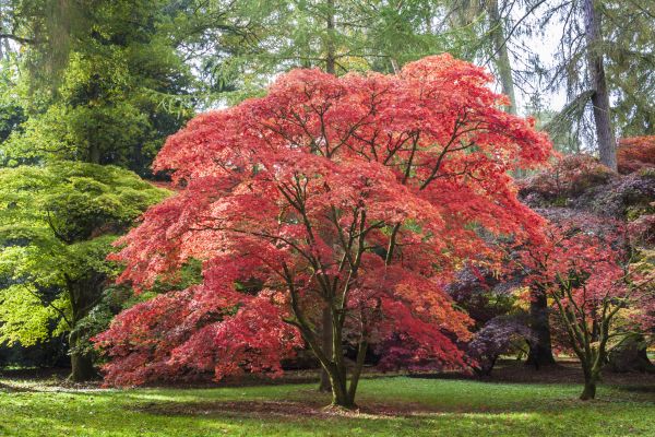 Japanese Maple Pruning in Rapid City