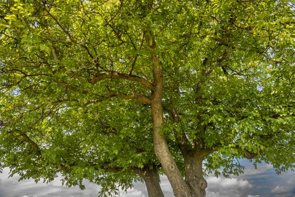 Cost of Walnut Tree Trimming in Rapid City