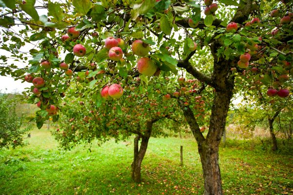 Cost of Apple Tree Pruning in Rapid City