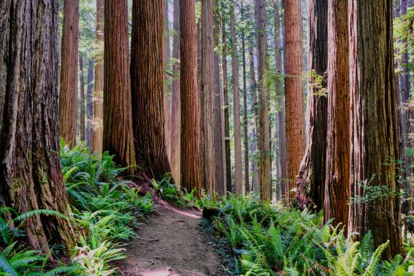 Cost of Redwood Tree Trimming in Rapid City