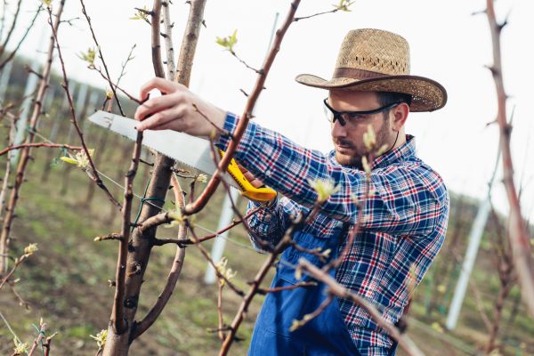 Cost of Orchard Tree Pruning in Rapid City