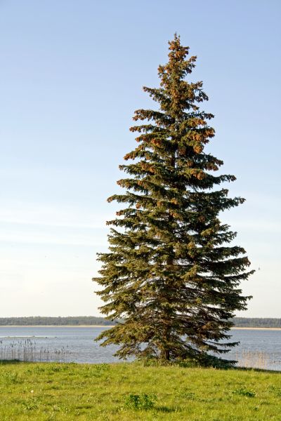 Cost of Spruce Tree Pruning in Rapid City