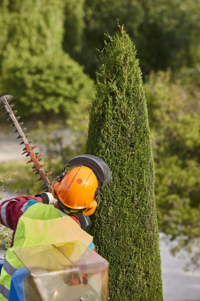 Cost of Cypress Tree Trimming in Rapid City