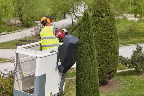 Cost of Cypress Tree Pruning in Rapid City