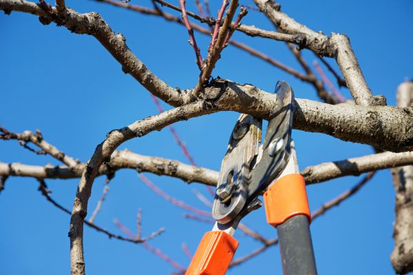 Peach Tree Trimming in Rapid City