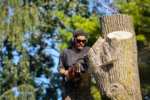Cost of Ash Tree Pruning in Rapid City