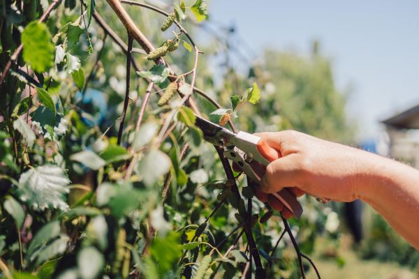Cost of Birch Tree Pruning in Rapid City