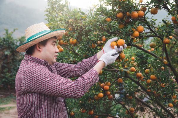 Cost of Orange Tree Pruning in Rapid City
