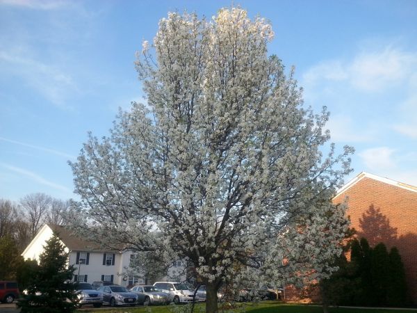 Cost of Bradford Pear Tree Pruning in Rapid City