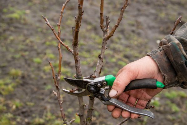 Cost of Pear Trees Pruning in Rapid City