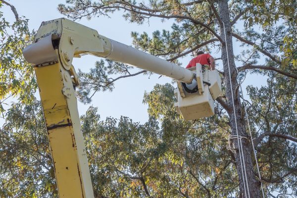 Cost of Limbs Trimming in Rapid City
