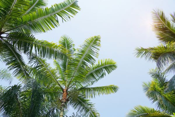 Cost of Queen Palm Tree Trimming in Rapid City