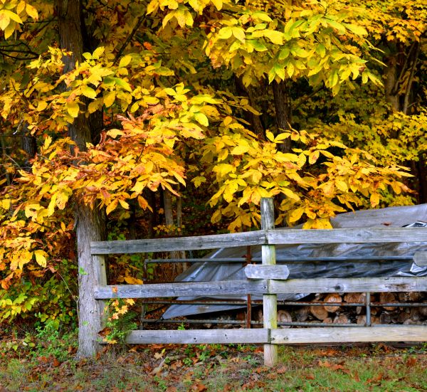 Cost of Hickory Tree Pruning in Rapid City