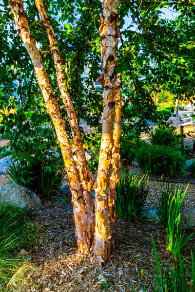 Cost of River Birch Trimming in Rapid City