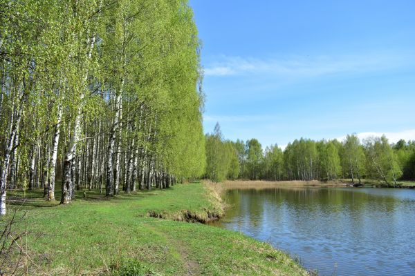 Cost of River Birch Pruning in Rapid City