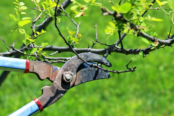 Cost of Branches Pruning in Rapid City