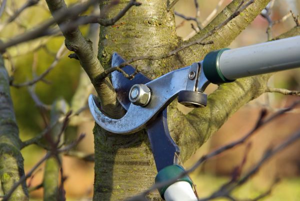 Cost of Tree Limb Trimming Service in Rapid City