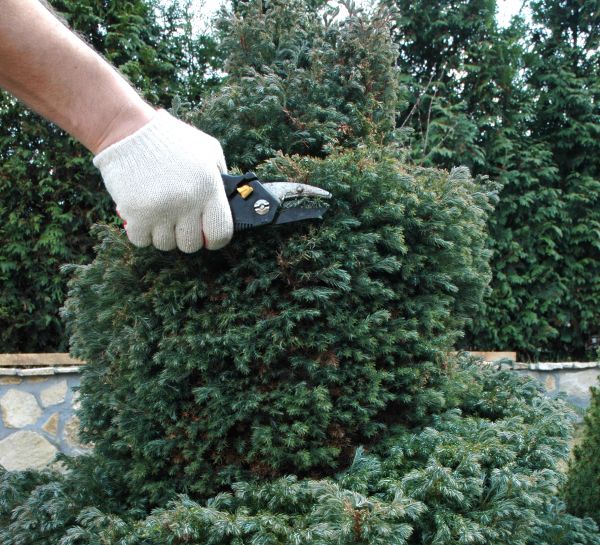 Cost of Ornamental Tree Trimming in Rapid City