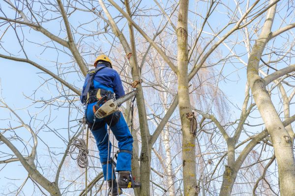 Cost of Large Tree Trimming in Rapid City
