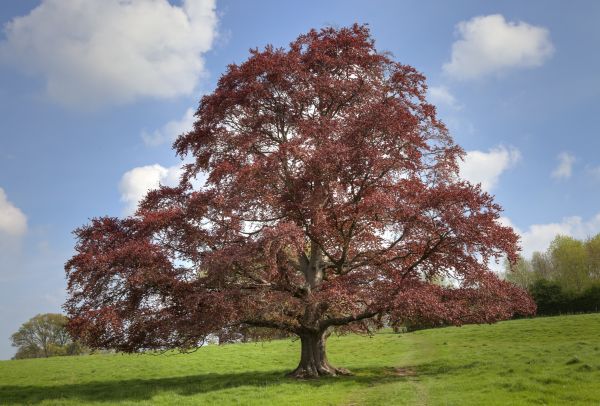 Cost of Beech Tree Pruning in Rapid City
