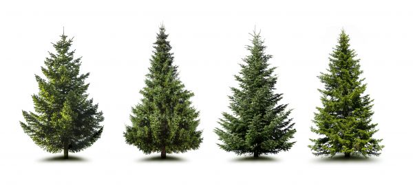 Cost of Pine Tree Trimming in Rapid City