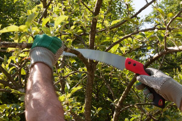 Apple Tree Trimming in Rapid City
